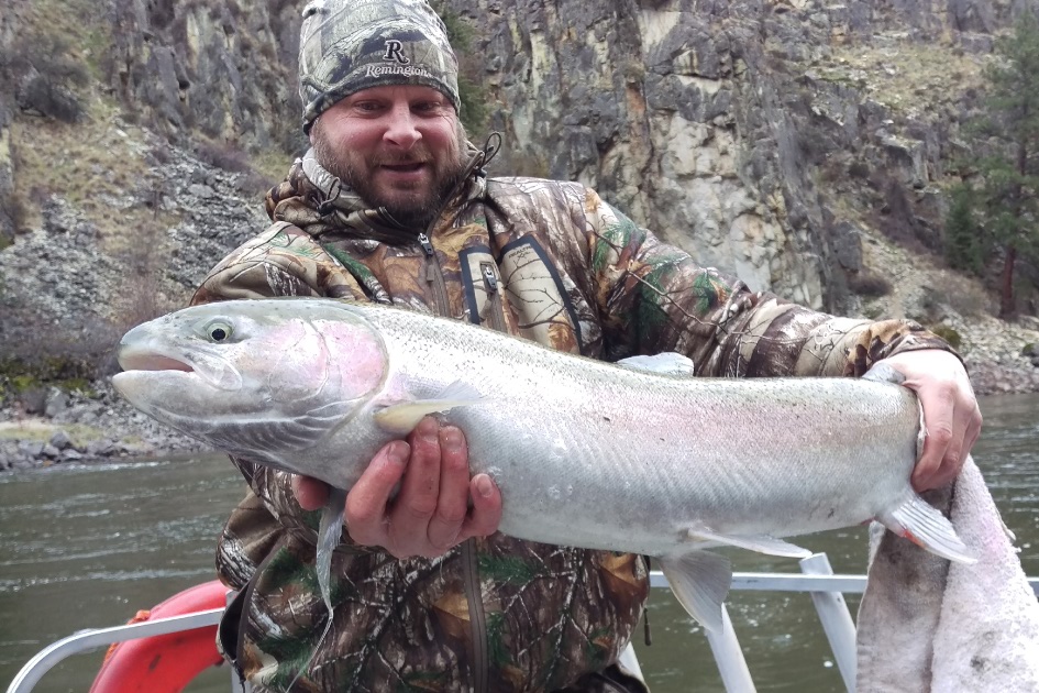 Steelhead Caught at Mackay Bar Fishing in Idaho