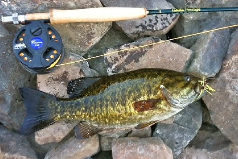 Snake River Fly Fishing for Bass