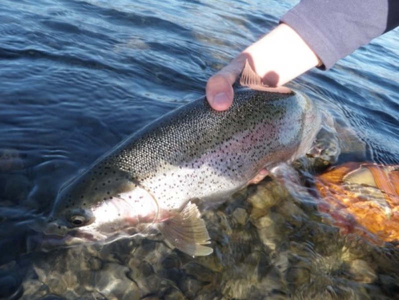 Idaho salmon river fly fishing guides